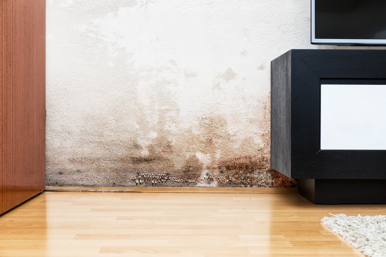 How to Sell a Mold-Infested Home to a Cash Home Buyer in Birmingham
