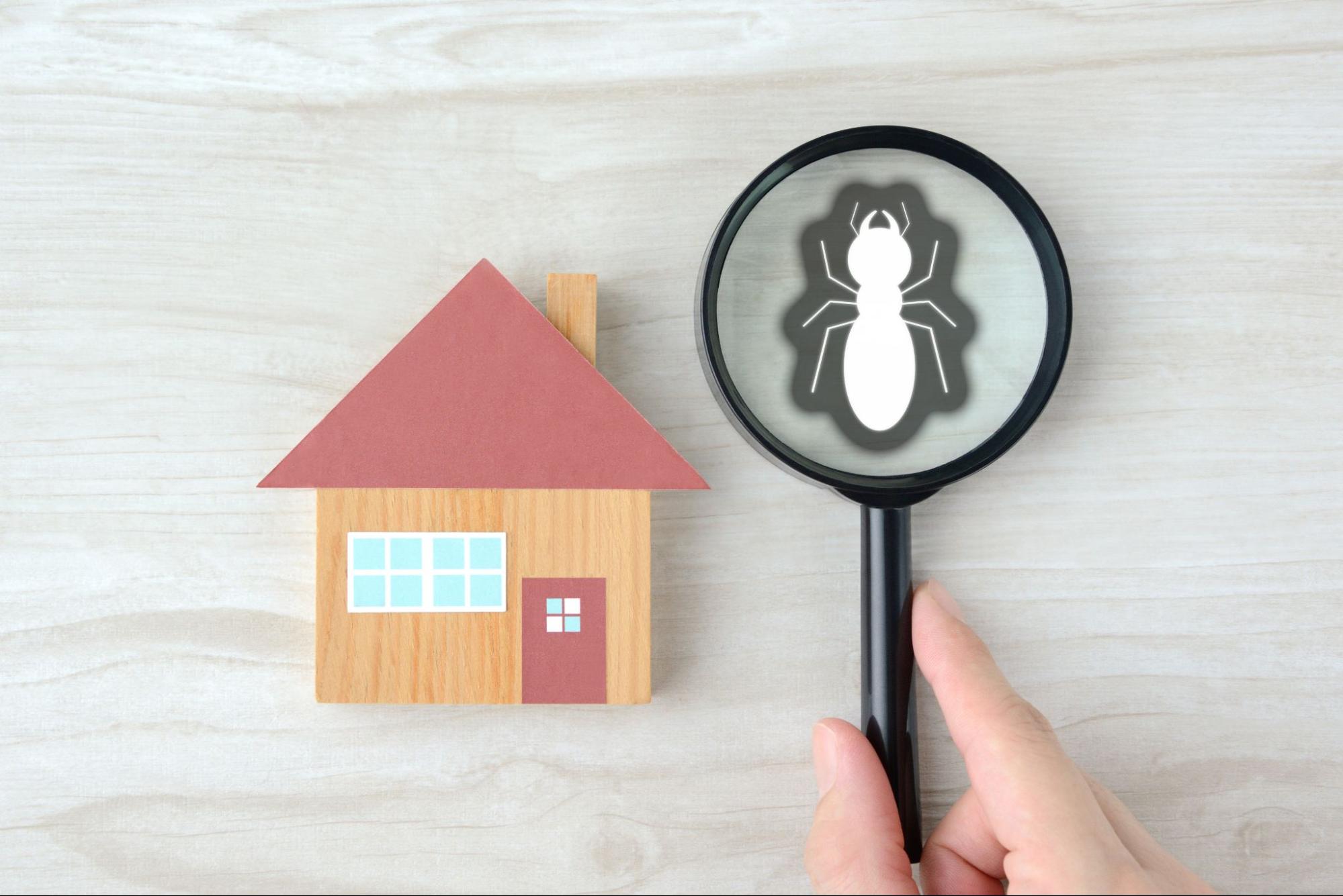Can You Sell a Termite-Damaged House in Birmingham? Here’s What You Need to Know